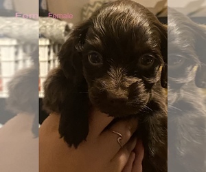 Boykin Spaniel Puppy for sale in PROSPERITY, SC, USA