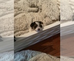 Small Photo #5 Biewer Terrier Puppy For Sale in CHATTANOOGA, TN, USA