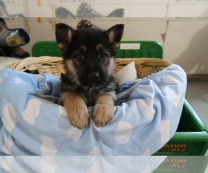 German Shepherd Dog Puppy for sale in BLACKLICK, OH, USA