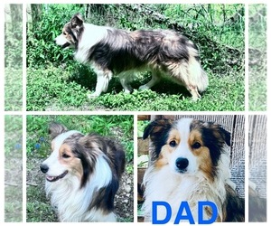 Father of the Border Collie puppies born on 03/30/2025