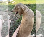 Small #7 Flat Coated Retriever-Golden Retriever Mix