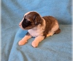 Small #2 Aussiedoodle
