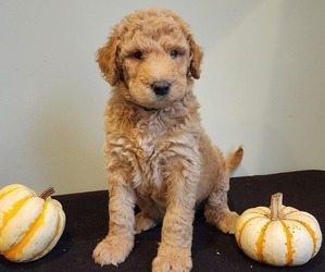 Labradoodle Puppy for sale in EVANSVILLE, IN, USA
