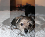 Small #11 Chorkie