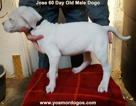 Medium Photo #144 Dogo Argentino Puppy For Sale in JANE, MO, USA