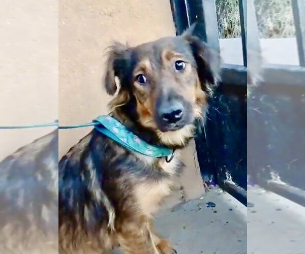 Medium Photo #4 Mutt Puppy For Sale in San Diego, CA, USA