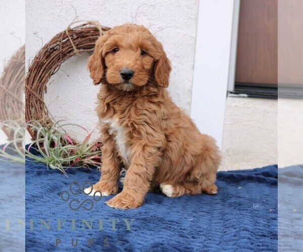 Medium Photo #3 Goldendoodle (Miniature) Puppy For Sale in NARVON, PA, USA