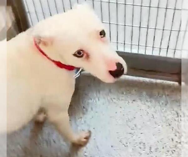 Medium Photo #2 Labrador Retriever-Unknown Mix Puppy For Sale in Houston, TX, USA