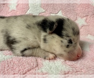 Pomsky-Shiba Inu Mix Puppy for sale in NASHUA, NH, USA