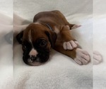 Puppy Puppy 7 Boxer