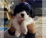 Small Photo #2 Cocker Spaniel Puppy For Sale in FORSYTH, GA, USA