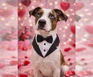 Catahoula Leopard Dog-Unknown Mix Dogs for adoption in pomfret, CT, USA