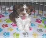 Small Photo #12 Shorkie Tzu Puppy For Sale in ORO VALLEY, AZ, USA
