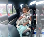 Small Photo #65 Siberian Husky Puppy For Sale in TRIMBLE, MO, USA