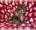 Small #1 ShihPoo