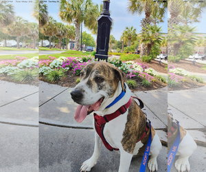 Boxer-Unknown Mix Dogs for adoption in Myrtle Beach, SC, USA