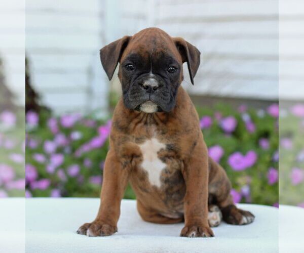 Medium Photo #3 Boxer Puppy For Sale in GORDONVILLE, PA, USA