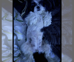 Shih Tzu Dogs for adoption in Kankakee, IL, USA