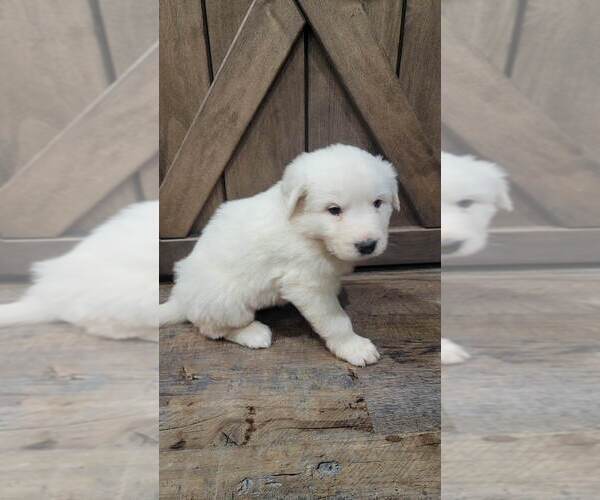 Medium Photo #4 Great Pyrenees Puppy For Sale in SHADE GAP, PA, USA