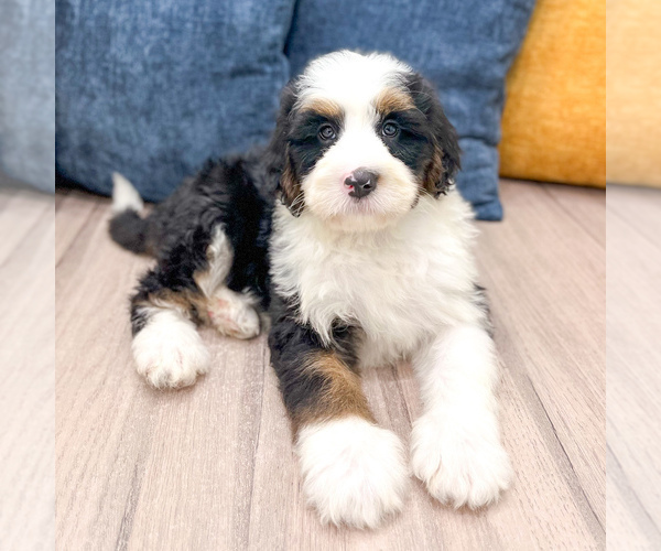 Medium Photo #2 Bernedoodle (Miniature) Puppy For Sale in DUNDEE, OH, USA