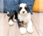 Small Photo #2 Bernedoodle (Miniature) Puppy For Sale in DUNDEE, OH, USA