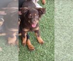 Small Photo #2 Chiweenie Puppy For Sale in Carrollton, TX, USA