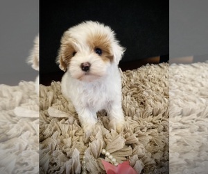 Maltipoo Puppy for Sale in CROSSVILLE, Tennessee USA