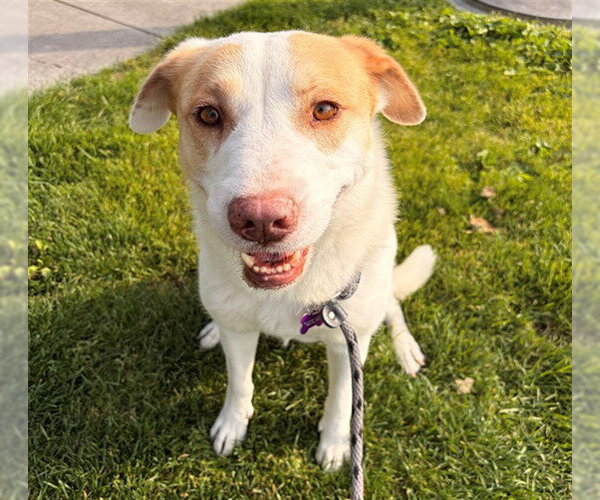 Medium Photo #2 Labrador Retriever-Unknown Mix Puppy For Sale in Rancho Cucamonga, CA, USA