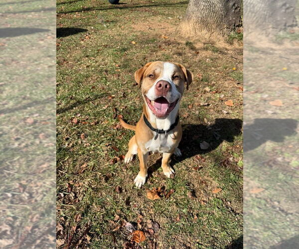 Medium Photo #10 Mutt Puppy For Sale in Candler, NC, USA