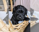 Puppy Kody Cockapoo