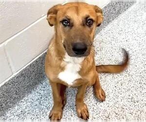 Collie-German Shepherd Dog Mix Dogs for adoption in Houston, TX, USA