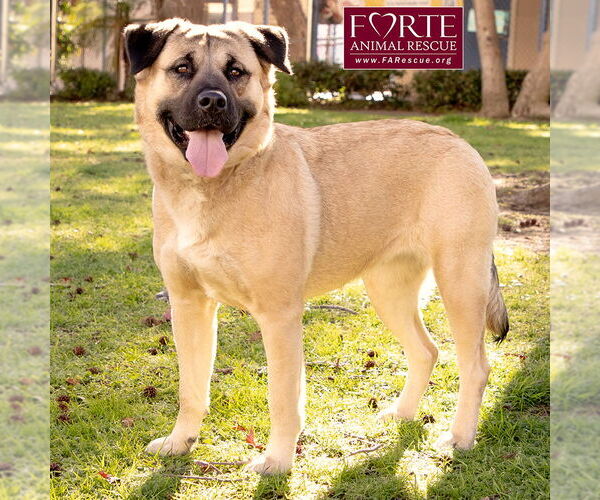 Medium Photo #3 Akita-American Staffordshire Terrier Mix Puppy For Sale in Marina del Rey, CA, USA