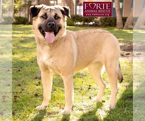 Annie - Female Akita-American Staffordshire Terrier Mix Dog for Adoption - Photo #3