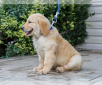 Small #2 Golden Retriever