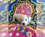 Small Photo #15 Jack Russell Terrier Puppy For Sale in TREZEVANT, TN, USA