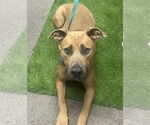 Small #3 Black Mouth Cur-Rhodesian Ridgeback Mix
