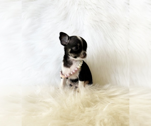Medium Photo #10 Chihuahua Puppy For Sale in SACRAMENTO, CA, USA