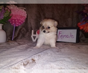 Chiranian Puppy for sale in HAYDEN, AL, USA
