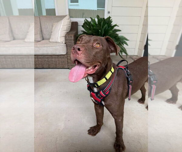 Medium Photo #9 American Pit Bull Terrier-Unknown Mix Puppy For Sale in Oakhurst, NJ, USA