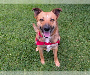 MARINA - Female German Shepherd Dog Dog for Adoption - Photo #2