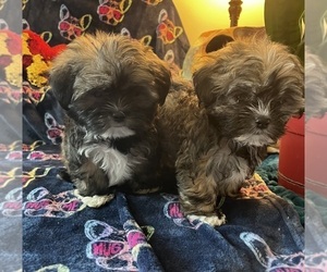 Shih Tzu Puppy for Sale in LEBANON, Oregon USA