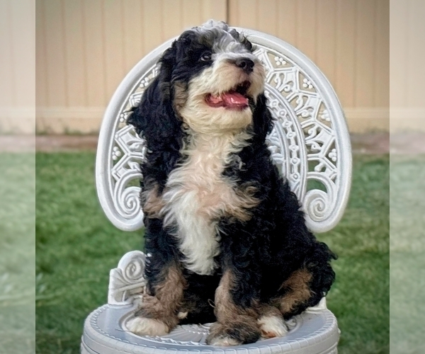 Medium Photo #3 Bernedoodle Puppy For Sale in ROY, UT, USA