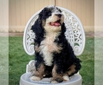 Obsidian - Female Bernedoodle Puppy for Sale - Photo #3