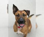Small #1 German Shepherd Dog