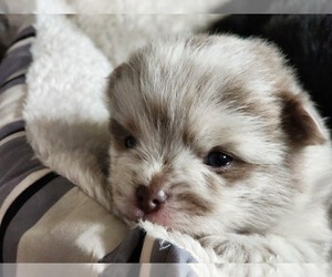 Pomeranian Puppy for sale in LONG EDDY, NY, USA