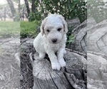 Puppy Curly Aussiedoodle Miniature 