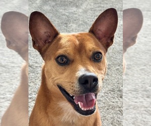 Boston Terrier-Unknown Mix Dogs for adoption in Shermans Dale, PA, USA