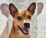 Small Boston Terrier Mix
