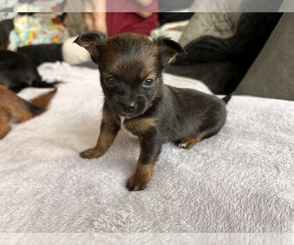 Medium Photo #4 Chihuahua Puppy For Sale in SAN ANTONIO, TX, USA