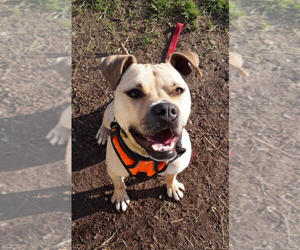 Medium Photo #3 Boxador Puppy For Sale in South Bend, IN, USA